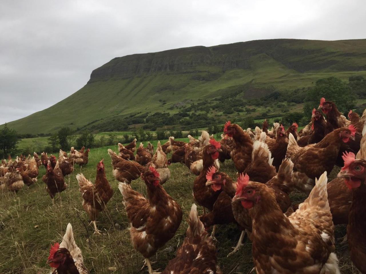 Benbulben Farmhouse B&B Drumcliff Exterior foto